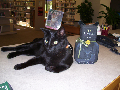 kot w bibliotece