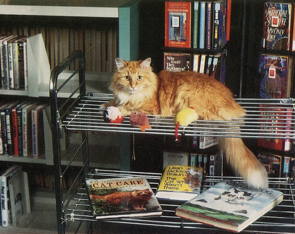 kot w bibliotece