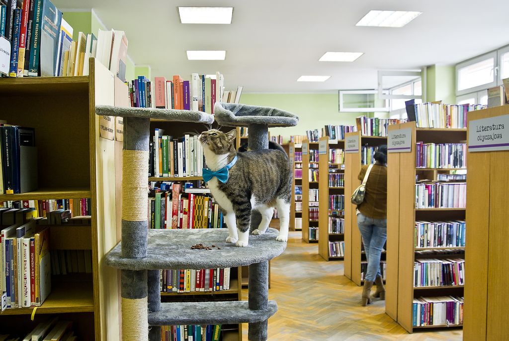 Kot Pimpek – ambasador bezdomnych zwierząt i twarz Biblioteki Elbląskiej